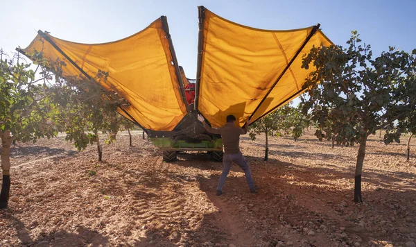 An Operator manipulates a pistachio harvesting machine working in an orchard during harvesting.