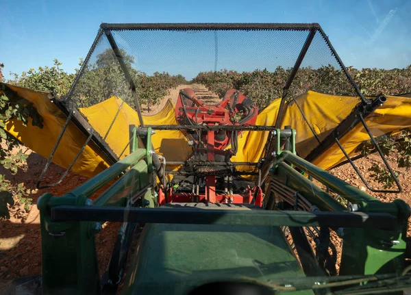 İş yerindeki şam fıstığı biçme makinesinin taksisinin üst görüntüsü..