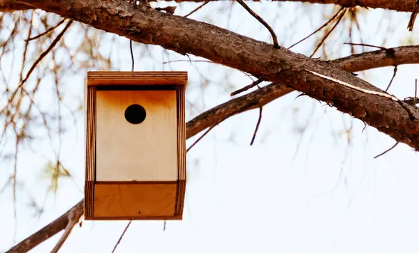Primo Piano Una Casetta Uccelli Appesa Albero Nella Foresta — Foto Stock