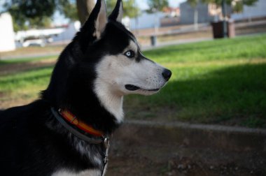 Sibirya Husky köpeğinin halk parkındaki portresi. Mutlu evcil hayvan kavramı