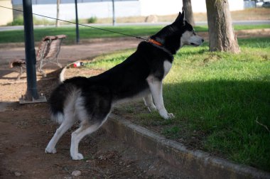 Sibirya Husky köpeğinin halk parkındaki portresi. Mutlu evcil hayvan kavramı