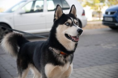 Sibirya Husky köpeğinin halk parkındaki portresi. Mutlu evcil hayvan kavramı