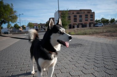 Sibirya Husky köpeğinin halk parkındaki portresi. Mutlu evcil hayvan kavramı