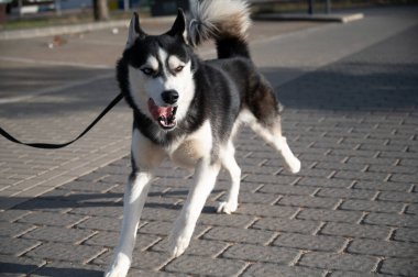 Sibirya Husky 'si sahibiyle koşuyor