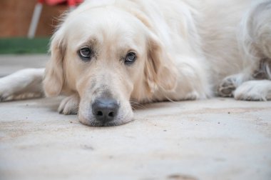 Altın Avcı Köpeğinin Portresi