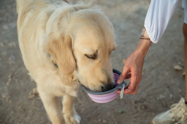Golden Retriever köpeğinin portresi içme suyu