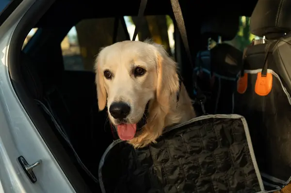 Koruyucu battaniyeli bir arabada Golden Retriever köpeği. Hayvanlarla seyahat etme kavramı