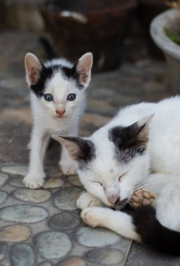 Uyuyan yavrusunun yanında duran sevimli kedi yavrusu.