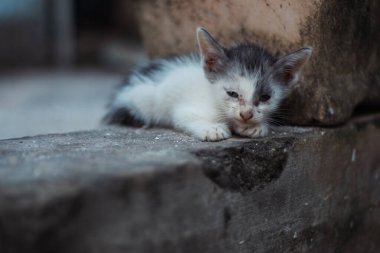 Tatlı düşünceli kedi yavrusu. uyuyan kedi