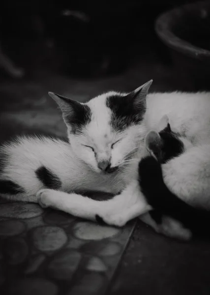 Gatinho Bonito Dormindo Nos Braços Sua Mãe — Fotografia de Stock