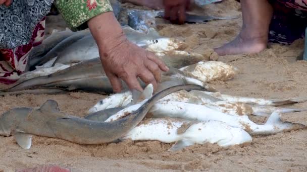 伝統的な市場で消費と販売のために漁師が捕獲したベビーサメ — ストック動画