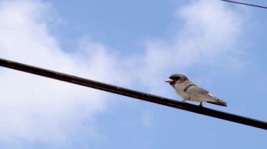 Beyaz göğüslü Kırlangıç Siyah bir kabloya tünemiş