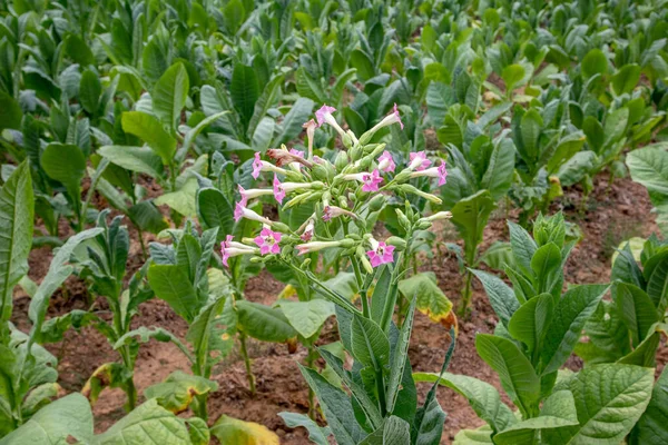 tobacco plant flowers, Tobacco field.