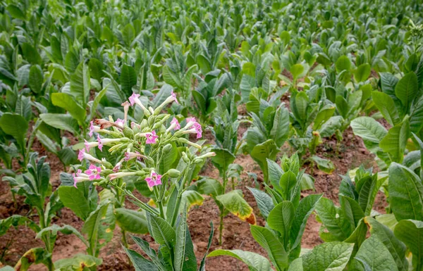 tobacco plant flowers, Tobacco field.