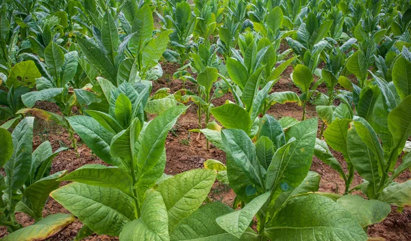 Blooming tobacco plant,Tobacco field.