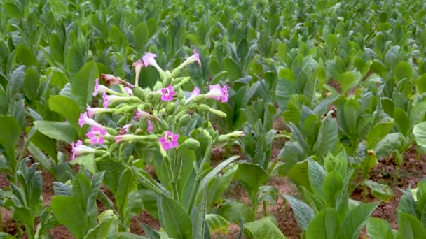 Flores Plantas Tabaco Campo Tabaco — Vídeos de Stock