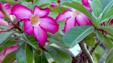 Kırmızı frangipani çiçeği. Japon frangipani çiçeği