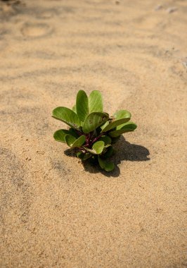 Keçi ayağı sarmaşığı bitkisi, Beach Morning Glory veya Ipomoea pes-caprae sahilde yetişen bitkisel bir bitkidir.