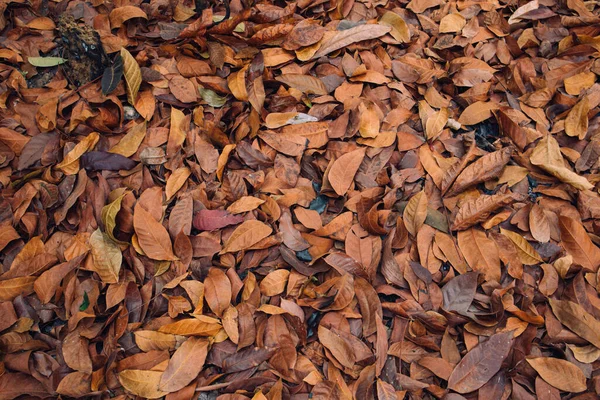 Dry leaves background. autumn/dry season