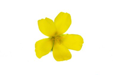 Damiana veya Turnera beyaz arka planda diferusa çiçekleri