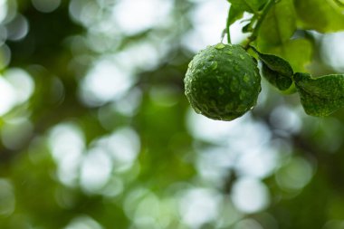 Yağmurdan sonra ağaçtan sarkan portakallar veya bergamot meyveleri
