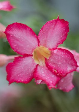 Pembe frangipani çiçeği. Japon frangipani çiçeği