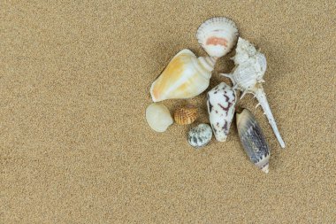 Temiz kumsalda deniz kabuğu yığını. Yaklaş, kumsal kum dokusu.