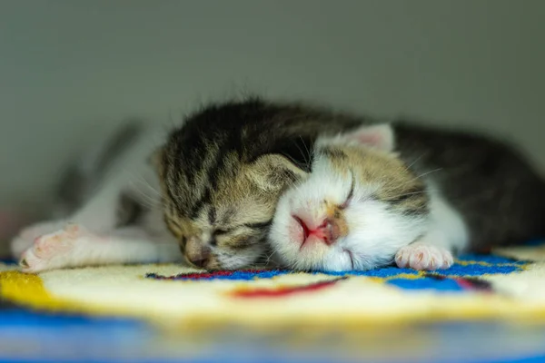 two sleeping kittens warming each other