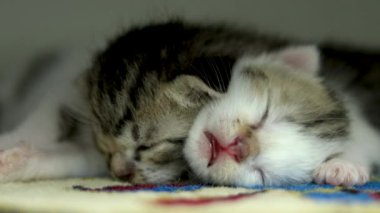 Uyuyan kedi yavrusunu kapat.