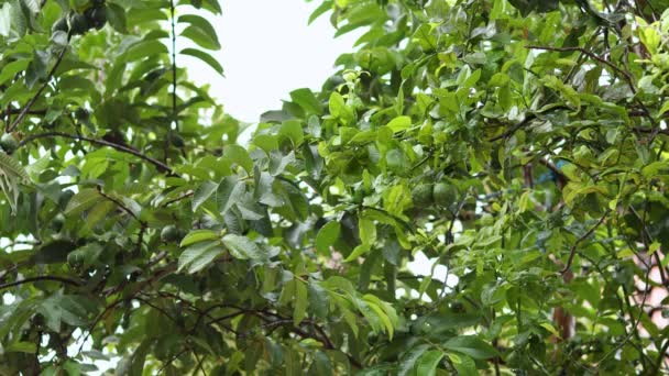 Guava Och Kaffir Lime Träd Efter Kraftigt Regn Regnsäsong — Stockvideo