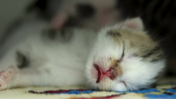 잠자는 고양이의 클로즈업 — 비디오