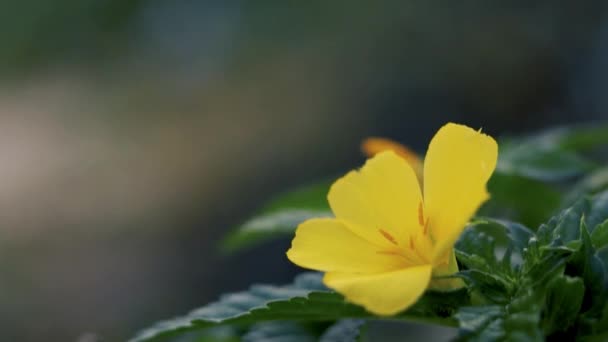 ダミアナの花かターネラディフューサ — ストック動画