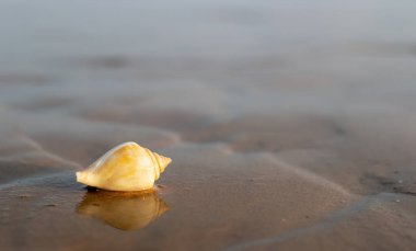 Güneşin doğuşunda sahilde yalnız deniz kabuğu. Bulanık arkaplan