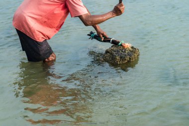 İnsanlar tuba bitkisinin ya da Derris 'in köklerini kullanarak balık yakalıyor. çevresel sorunlar