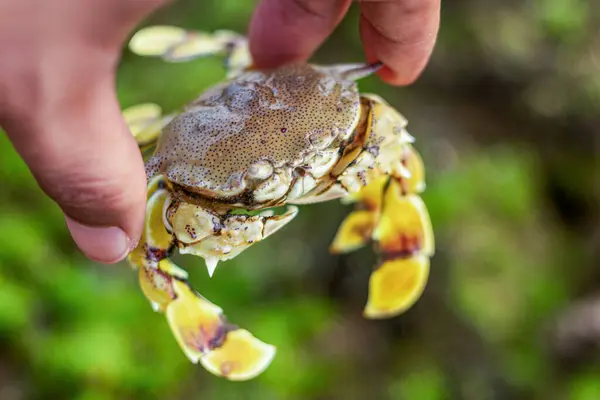 Spotted moon crab or Ashtoret lunaris in hand on mossy coral reef background