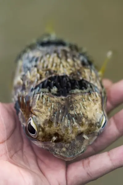 Saltwater fish - Puffer fish in hand