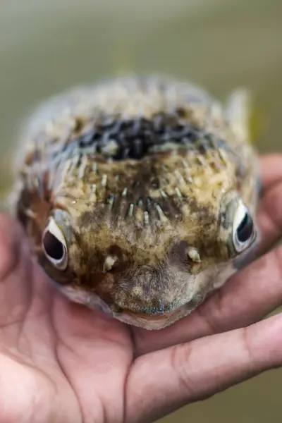 Saltwater fish - Puffer fish in hand