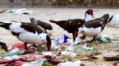 Cairina Moschata - Domestica Muscovy Duck sahile saçılmış çöp yığınlarında yiyecek arıyor. Plastik kirliliği, çevre sorunları