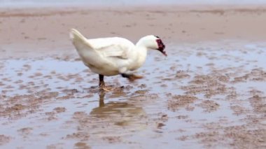 Cairina Moschata - Kırmızı yüzlü yerli Muscovy Duck Sabahları kumsalda kum solucanı arıyor