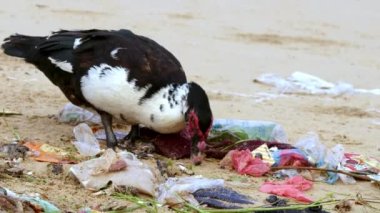 Cairina Moschata - Domestica Muscovy Duck sahile saçılmış çöp yığınlarında yiyecek arıyor. Plastik kirliliği, çevre sorunları
