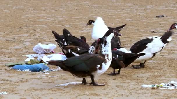 Cairina Moschata Domestica Muscovy Duck Szuka Jedzenia Stosach Śmieci Rozrzuconych — Wideo stockowe