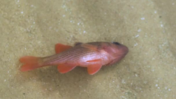Pinstripe Cardinalfish Lepidamia Kalosoma Died Poisoning Tuba Plants Derris — Stock Video