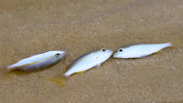 Małe Ryby Umierają Powodu Zatrucia Tubą Lub Roślin Derris Problemy — Wideo stockowe