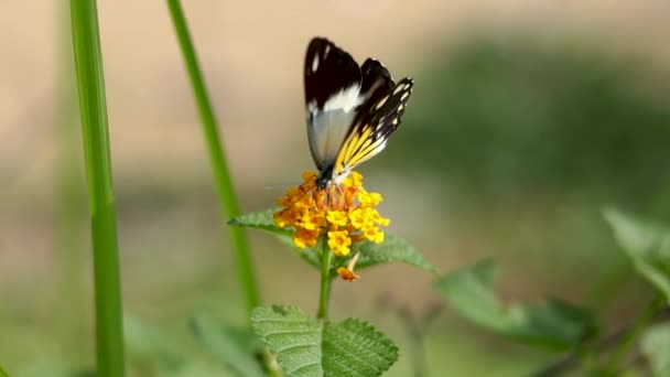 カーパーホワイトベレノイスジャバ 朝のビーチでラントナカマラの花のネクタを吸う美しい蝶 — ストック動画