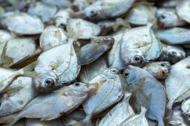 Sabahleyin balıkçılar tarafından yakalanan taze deniz balığı yığını.