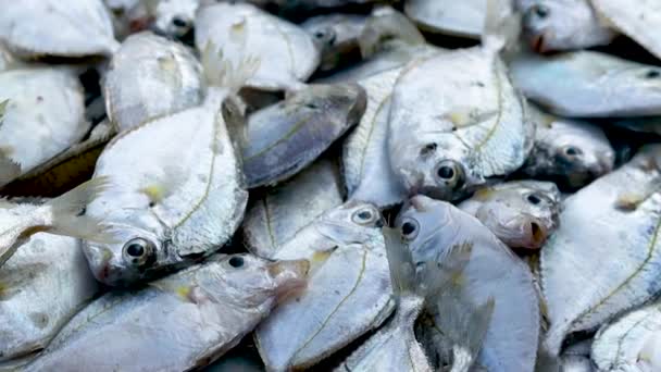 渔民在早上捕获的成堆的新鲜海鱼在海滩上的当地市场上出售 — 图库视频影像