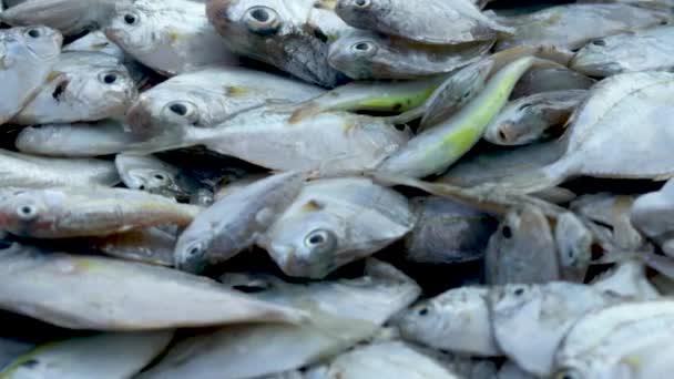 渔民在早上捕获的成堆的新鲜海鱼在海滩上的当地市场上出售 — 图库视频影像