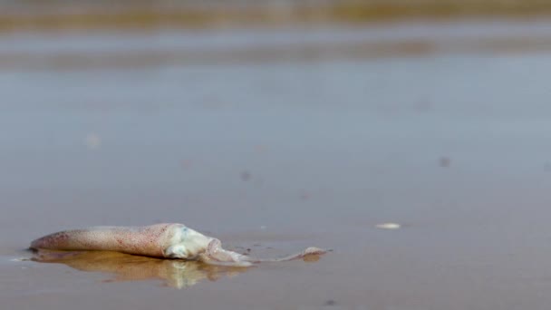 Ryby Kałamarnice Pozostawione Plaży — Wideo stockowe