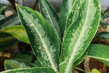 Aglonema Pamuk Prenses. Aglaonema, Araceae familyasından her yerde yaşayabilen bir bitki cinsidir..