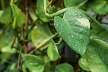 Philodendron 'un kalp şeklindeki yaprakları su damlaları, asmalar ve dekoratif ev bitkileriyle birlikte tarayıcılar, kopyalama alanı, seçili odak